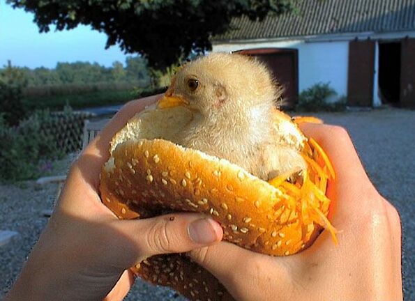 ChickenSandwich.jpg