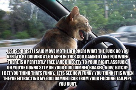 CatRoadRage.jpg