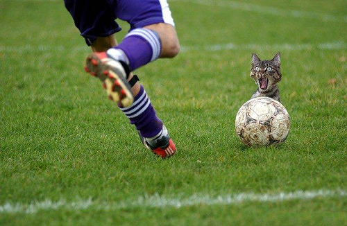 CatSoccer.jpg