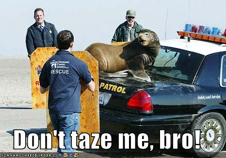 dont_taze_me_bro.png